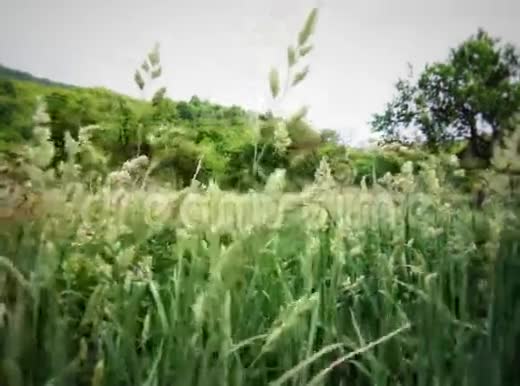 绿色小麦背景视频的预览图
