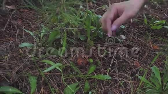 女人在森林里找到一个小蘑菇视频的预览图