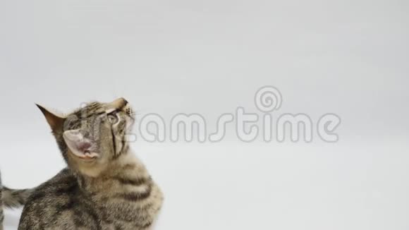 猫在白色背景下弹跳和抬头视频的预览图