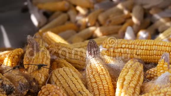 谷仓里有许多成熟的黄色玉米头玉米收获后的玉米农业生产视频的预览图