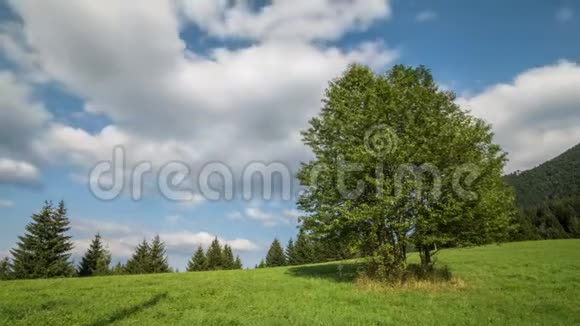 阳光明媚的夏天云在绿树上移动景色宜人视频的预览图