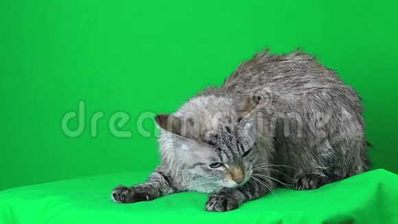 湿猫躺着冻僵了视频的预览图