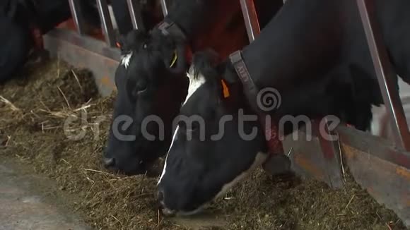 奶牛把头伸进谷仓吃东西视频的预览图