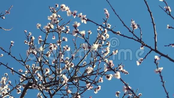 春天阳光明媚的日子里美丽的盛开的树视频的预览图