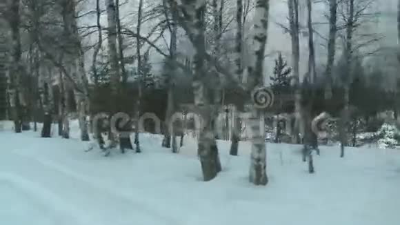 冬季白桦林在恶劣寒冷的白天景色视频的预览图