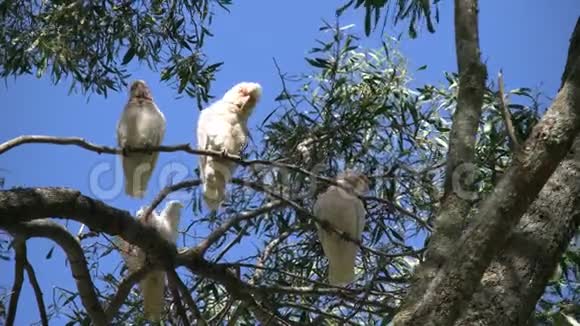 澳大利亚的长嘴鸟视频的预览图