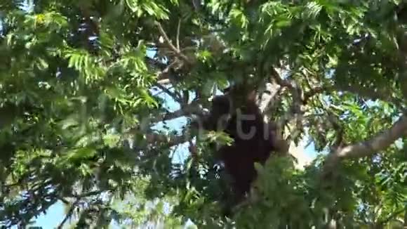 猩猩在树枝上吃水果视频的预览图