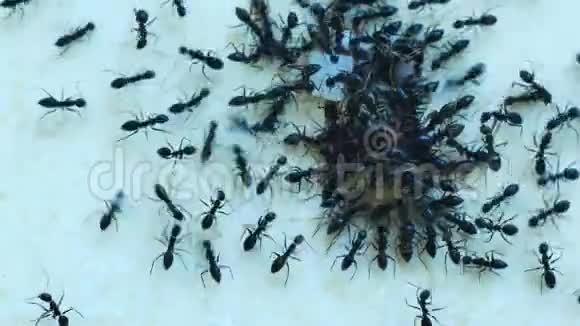 蚁群吃一块食物视频的预览图