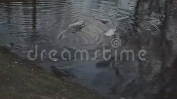 市中心池塘上的海鸥吃一条面包视频的预览图