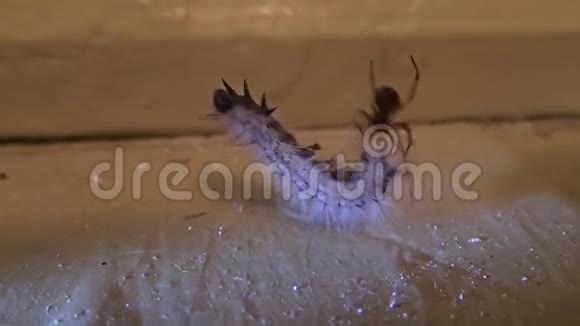 房子里的蜘蛛和它的猎物一只毛茸茸的毛毛虫视频的预览图