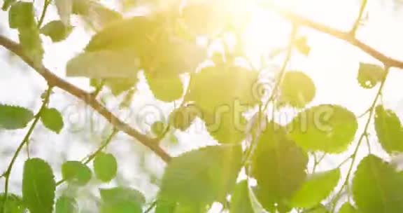 常见榆树叶片早晨阳光下的新鲜树叶选择性聚焦浅自由度视频的预览图