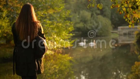 年轻的女人站在城市公园的湖边看着白色的漂浮的天鹅温暖的秋日视频的预览图