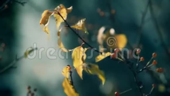 秋日树上的叶子视频的预览图