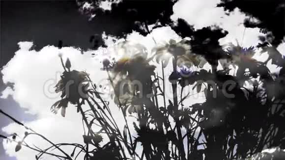 田野的花和云视频的预览图