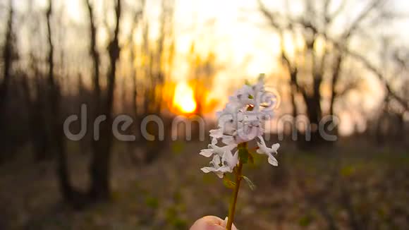 在公园日落时抱着一朵白花的女孩视频的预览图