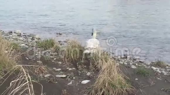 小哑天鹅近水视频的预览图