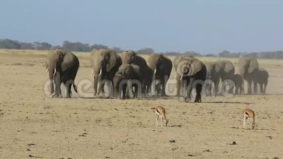 成群的大象穿过干燥的热带草原在那里汤普森羚羊视频的预览图
