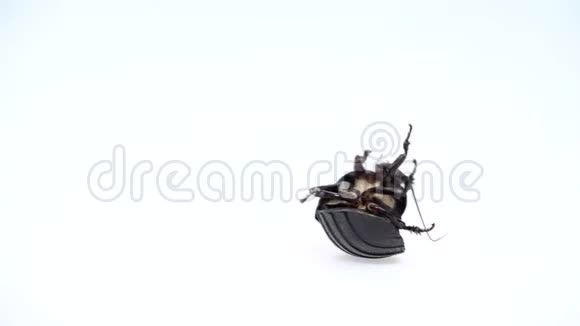 蟑螂躺在背上爪子向上转动白色背景快关门慢动作视频的预览图