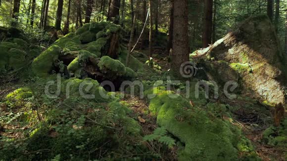 山石头苔藓树木和蕨类植物视频的预览图