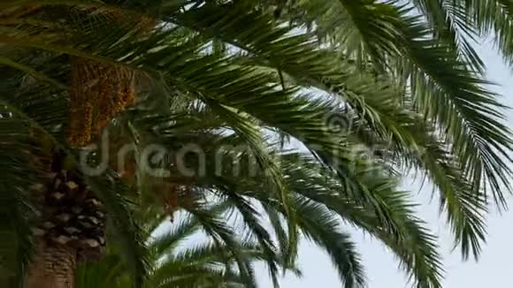 在阳光明媚的黑山棕榈树的枝在风中摇曳视频的预览图