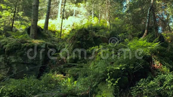 山石头苔藓树木和蕨类植物视频的预览图