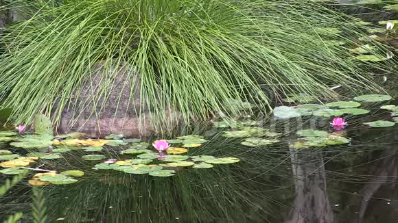 澳大利亚布里斯班库塔山植物园内日本花园池塘里的水花和倒影视频的预览图