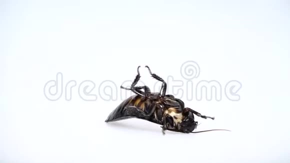 马达加斯加蟑螂躺在背上爪子向上转动白色背景快关门慢动作视频的预览图