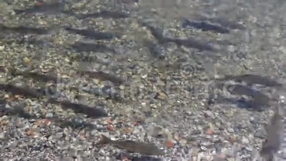 小鳟鱼在科莫湖游泳视频的预览图