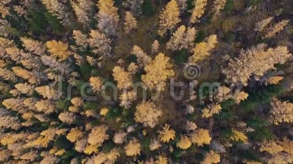 黄树顶早落从高处射出只有树视频的预览图