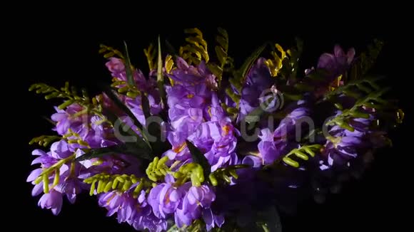 紫色开花的花萼或马提奥拉印加娜费加罗薰衣草在黑色背景下的花瓶中绽放视频的预览图
