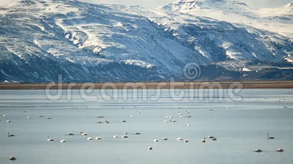 天鹅湖山鸟自然视频的预览图
