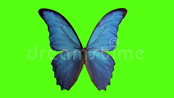 蝴蝶扇动翅膀绿色背景上的蝴蝶3d渲染视频的预览图