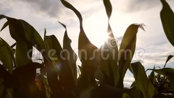阳光透过的玉米植物视频的预览图
