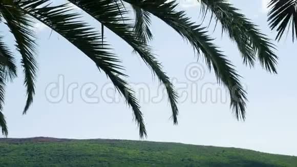 在阳光明媚的黑山棕榈树的枝在风中摇曳视频的预览图