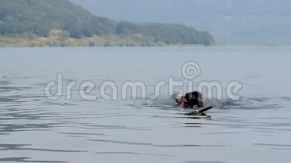 游泳狗湖视频的预览图