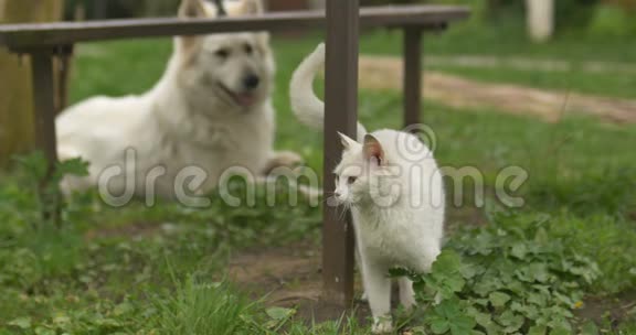 白猫和白狗在绿草地上玩耍视频的预览图