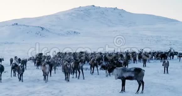 北极山脉的景色鸟瞰成群的驯鹿它们在冻土带的雪地上奔跑4k慢动作视频的预览图