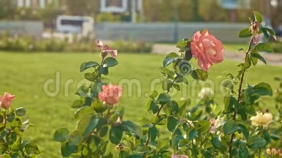 秋天玫瑰枯萎的花园视频的预览图