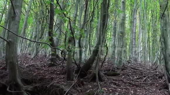 在年轻的绿色森林上的全景视频的预览图