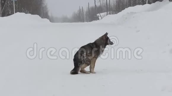 狗坐在雪地里等待主人和食物视频的预览图