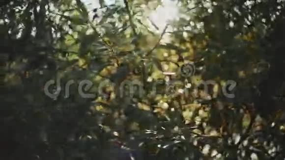 树上绿叶的特写镜头阳光明媚的清新森林背景视频的预览图