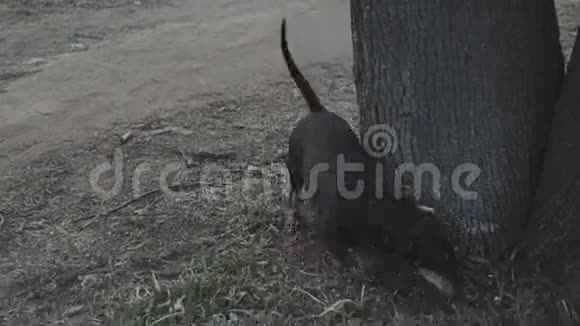 狗种狗在树附近旋转吃草视频的预览图