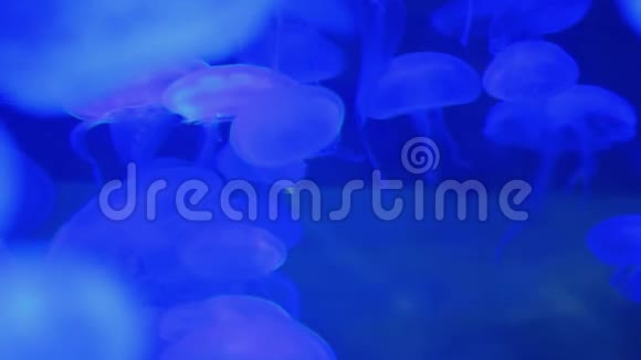 水母水下水母视频的预览图