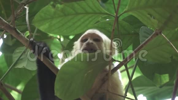 白脸猴子以超慢动作看镜头视频的预览图