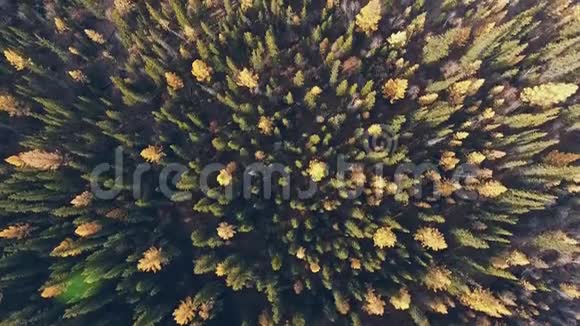 密林中针叶树的顶端黄色的树梢视频的预览图