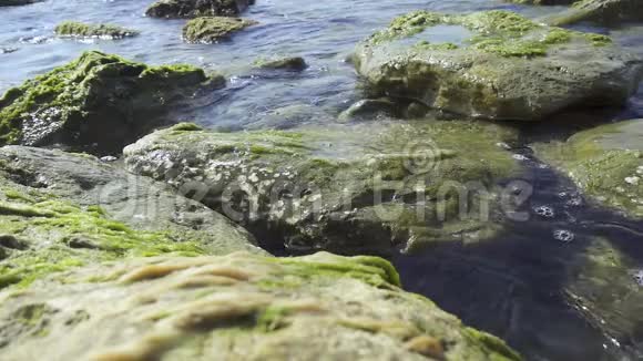 在海草中缓慢移动的巨大石头视频的预览图