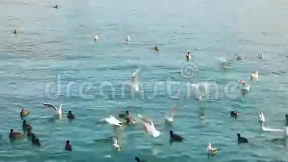 水中的海鸥为食物而战视频的预览图