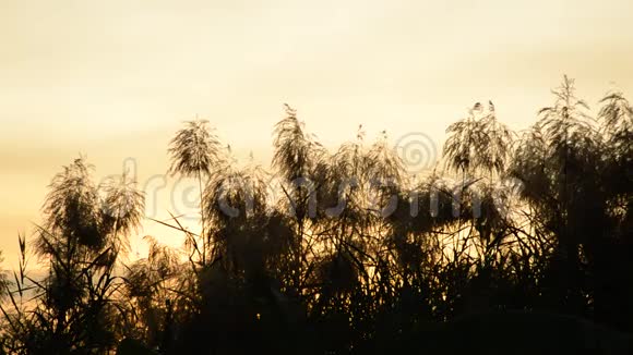 风吹落日空的芦苇草视频的预览图