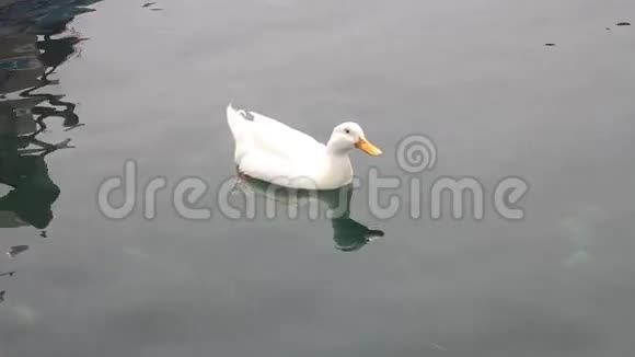 鹅漂浮在水中视频的预览图