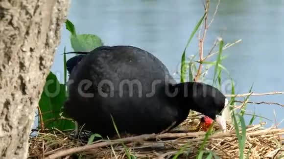 在淡水农场池塘的巢上和幼仔在一起视频的预览图